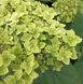 Гортензія деревоподібна Лайм Рікі / С10 / Hydrangea Lime Rickey