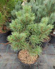 Сосна звичайна Шух / С10 / h 50-60 / Pinus sylvestris Schuch