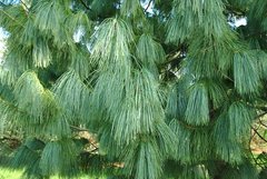 Сосна гімалайська / С3 / Pinus Wallichiana