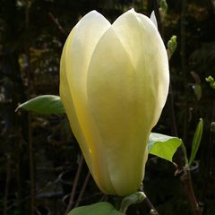 Магнолія Еллоу Лантерн / h 120-140 / Magnolia Yellow Lantern