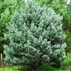 Сосна обыкновенная Ватерери / h 80 / Pinus sylvestris Watereri