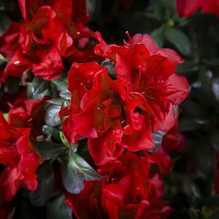 Азалія Отум Фаєр / 2 роки / Rhododendron Autumn Fire