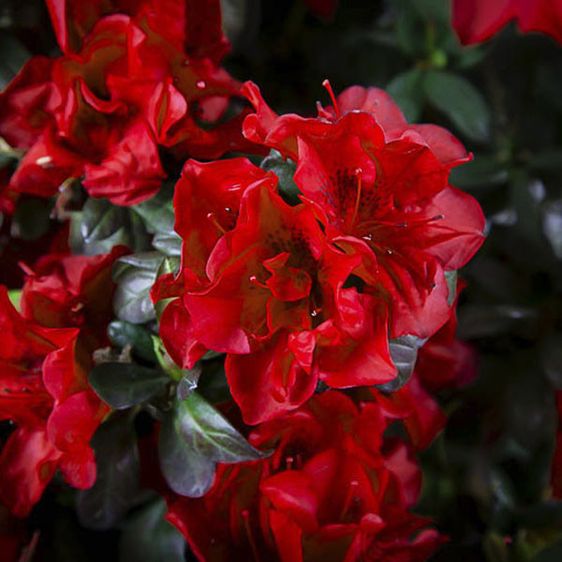 Азалия Отум Фаер / 2 года / Rhododendron Autumn Fire