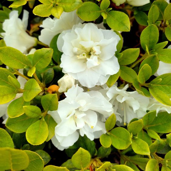 Азалия Пур Уайт / 2 года / Rhododendron Pure White