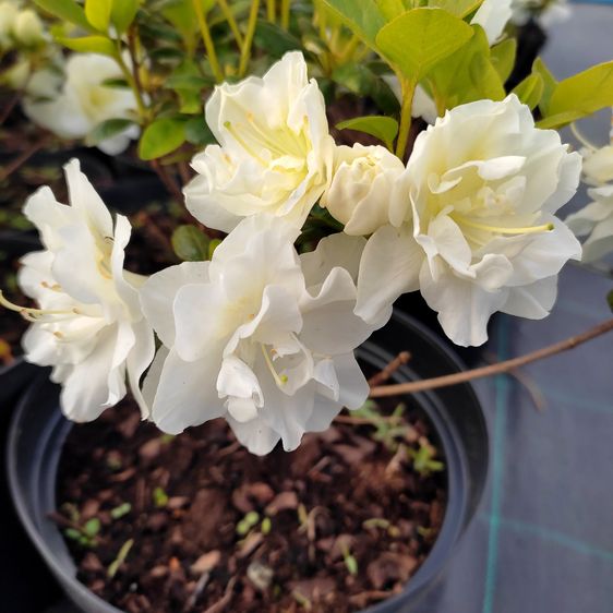 Азалия Пур Уайт / 2 года / Rhododendron Pure White