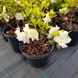 Азалия Пур Уайт / 2 года / Rhododendron Pure White