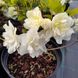 Азалія Пур Уайт / 2 года / Rhododendron Pure White