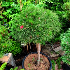 Сосна чорна Бамбіно на штамбі / h 60-70 / Pinus Bambino