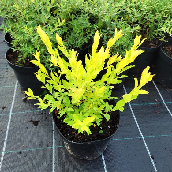 Спірея сливолиста Голдфаєр / С3 / Spiraea prunifolia Goldfire