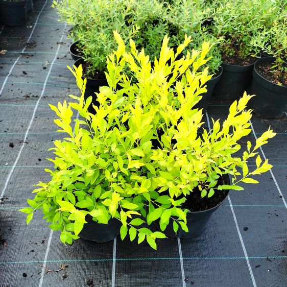 Спирея сливолистная Голдфаер / С3 / Spiraea prunifolia Goldfire