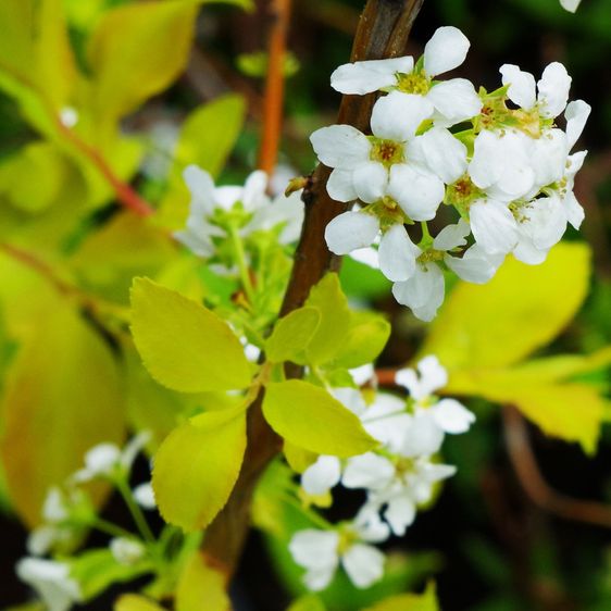 Спірея сливолиста Голдфаєр / С3 / Spiraea prunifolia Goldfire