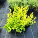 Спирея сливолистная Голдфаер / С3 / Spiraea prunifolia Goldfire