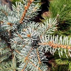 Ялина блакитна Блю Трінкет / С10 / h 40-50 / Picea pungens Blue Trinket