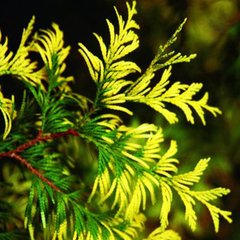 Туя складчаста Айріш Голд / С1,5 / Thuja plicata Irish Gold