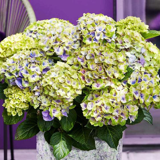 Гортензія крупнолиста Джевел Блю / С5 / Hydrangea Jewel blue