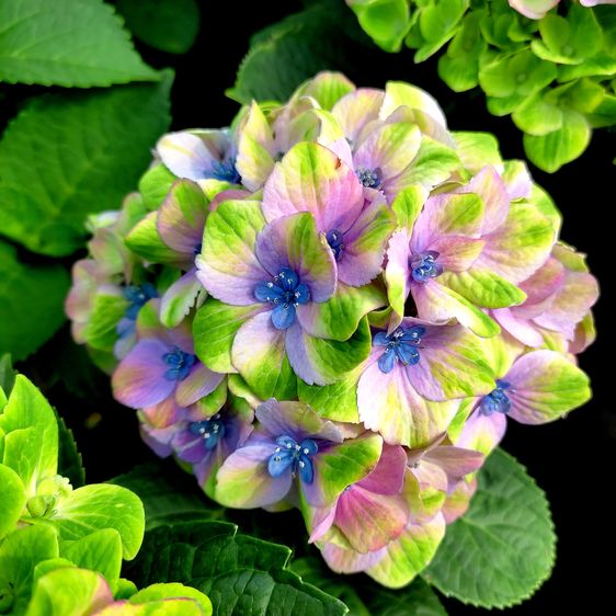 Гортензия крупнолистная Джевел Блю / С5 / Hydrangea Jewel blue