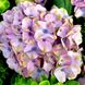 Гортензия крупнолистная Джевел Блю / С5 / Hydrangea Jewel blue