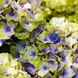 Гортензия крупнолистная Джевел Блю / С5 / Hydrangea Jewel blue