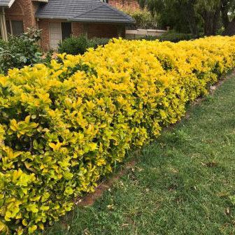 Бересклет японский Ауреомаргинатус / Euonymus Aureomarginatus