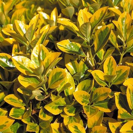 Бересклет японский Ауреомаргинатус / Euonymus Aureomarginatus