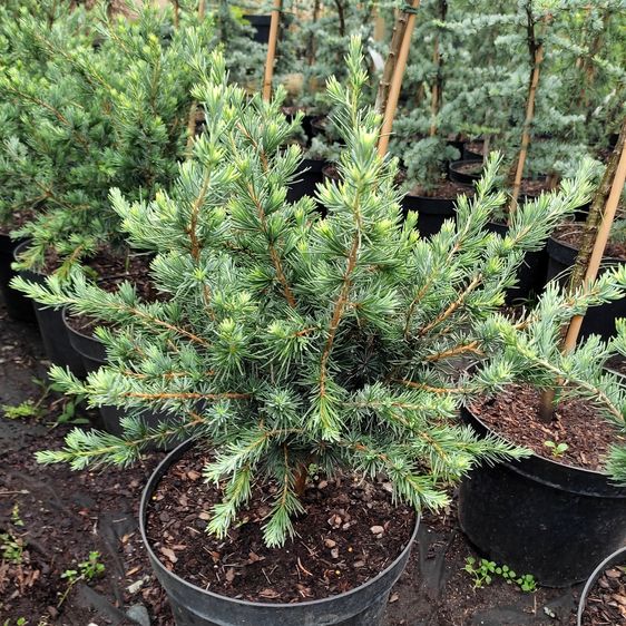 Кедр гималайский Блю Глоб / С10 / h 30-40 / Cedrus Blue Globe