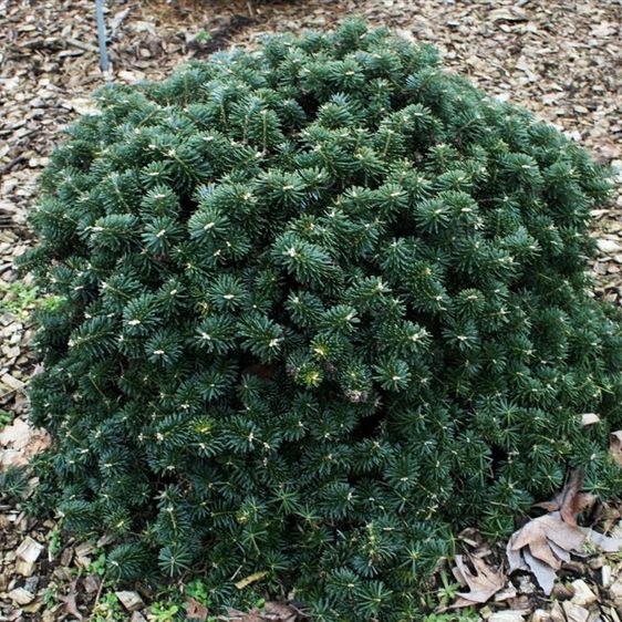 Пихта корейская Дарк Хилл / h 20-30 / Abies koreana Dark Hill