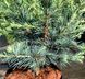 Кедр гималайский Блю Глоб / С10 / h 30-40 / Cedrus Blue Globe