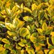 Бересклет японський Ауреомаргінатус / Euonymus Aureomarginatus