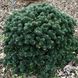 Ялиця корейська Дарк Хілл / h 20-30 / Abies koreana Dark Hill