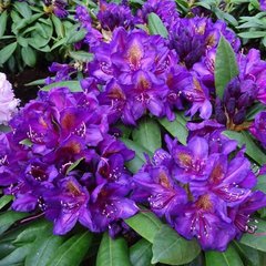 Рододендрон Марсель Менард / Р13 / Rhododendron Marcel Menard