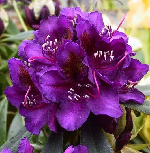 Рододендрон Марсель Менард / Р13 / Rhododendron Marcel Menard