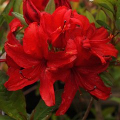 Азалія листопадна Набукко / Rhododendron Nabucco