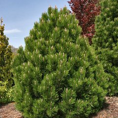 Сосна білокора Малінкі / h 30-40 / Pinus leucodermis Malinki