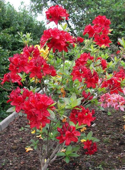 Азалия листопадная Набукко / Rhododendron Nabucco