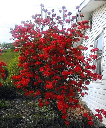 Азалія листопадна Набукко / Rhododendron Nabucco