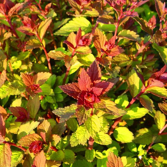 Спирея японская Спарклин Шампань / Spiraea Sparkling Champagne