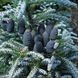 Пихта корейская Фрости / h 40-50 / Abies koreana Frosty