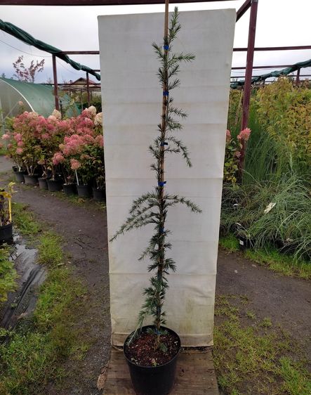 Кедр гималайский Пендула / С20 / h 200 / Cedrus deodara Pendula