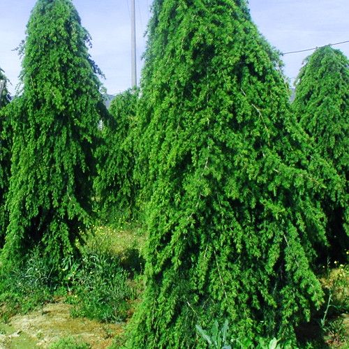 Кедр гималайский Пендула / С20 / h 200 / Cedrus deodara Pendula