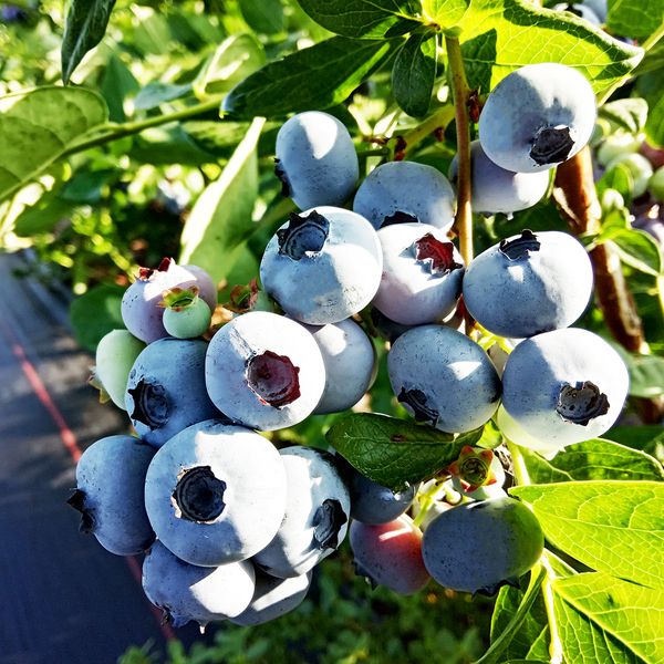 Саджанці лохини Торо / 3 роки / Vaccinium corymbosum Toro