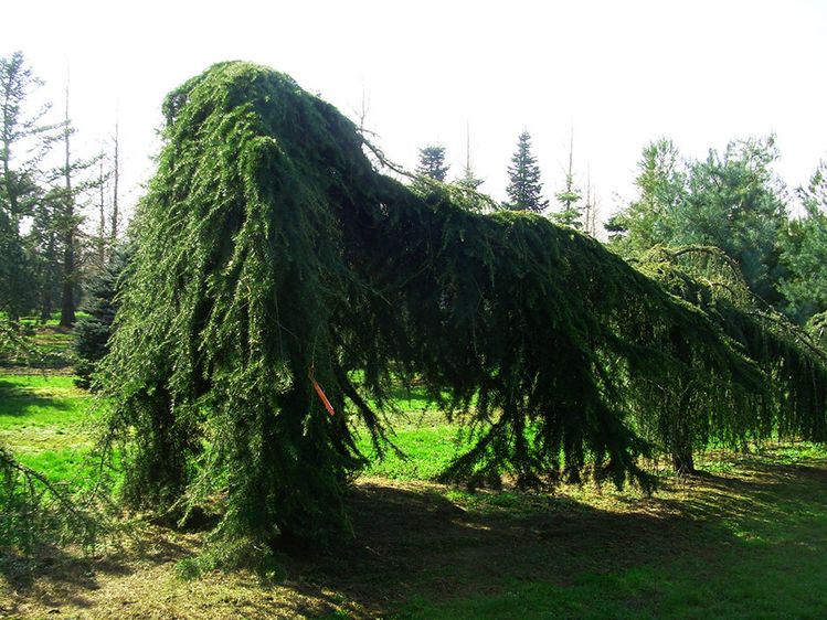 Кедр гималайский Пендула / С20 / h 200 / Cedrus deodara Pendula