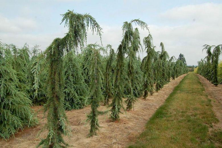 Кедр гималайский Пендула / С20 / h 200 / Cedrus deodara Pendula