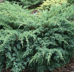 Можжевельник чешуйчатый Ханнеторп / Juniperus Hunnetorp