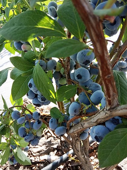 Саджанці лохини Блюкроп / С3 / Vaccinium corymbosum Bluecrop