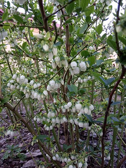 Саджанці лохини Блюкроп / С3 / Vaccinium corymbosum Bluecrop