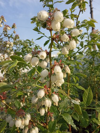 Саженцы голубики Блюкроп / С3 / Vaccinium corymbosum Bluecrop