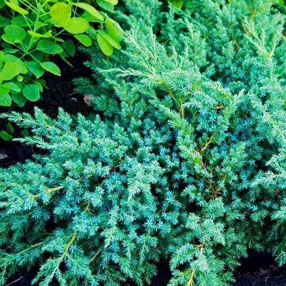 Можжевельник чешуйчатый Ханнеторп / Juniperus Hunnetorp