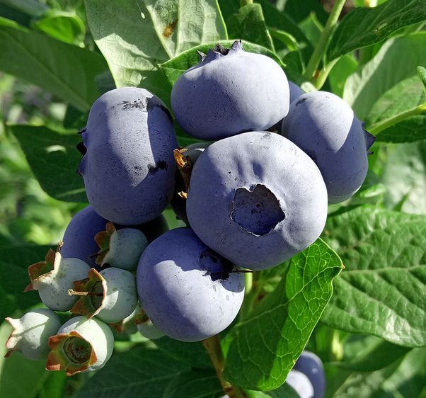 Саджанці лохини Блюкроп / С3 / Vaccinium corymbosum Bluecrop