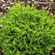 Криптомерия японская Бандай / С4 / 25-30 / Cryptomeria Bandai