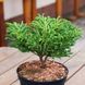 Криптомерия японская Бандай / С4 / 25-30 / Cryptomeria Bandai